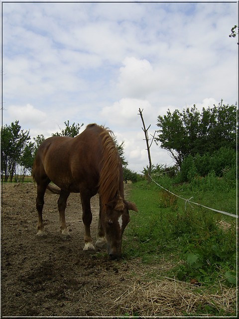 Maciek
