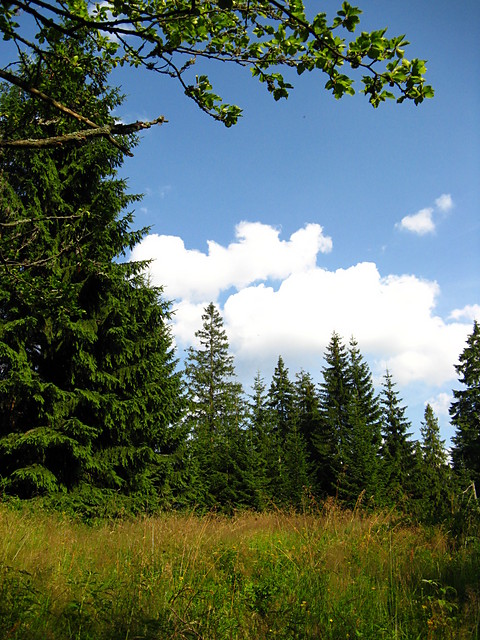 Polanczyca