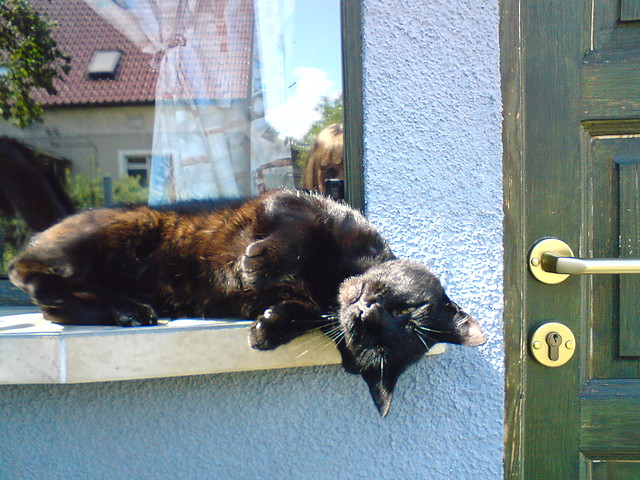 Kott ^^