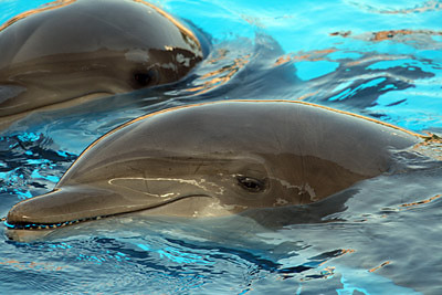 delfin
