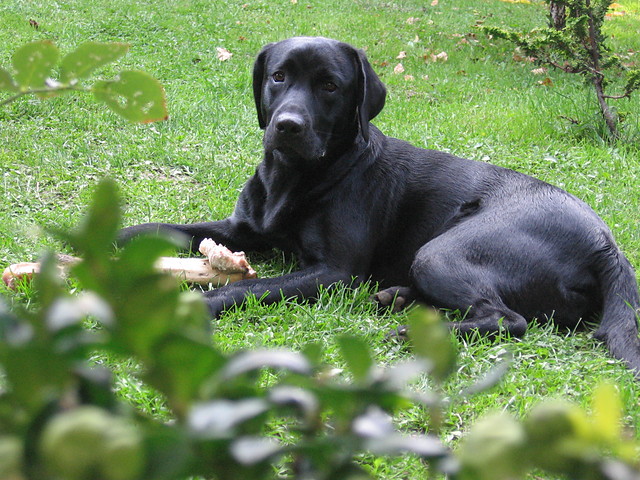 Marley