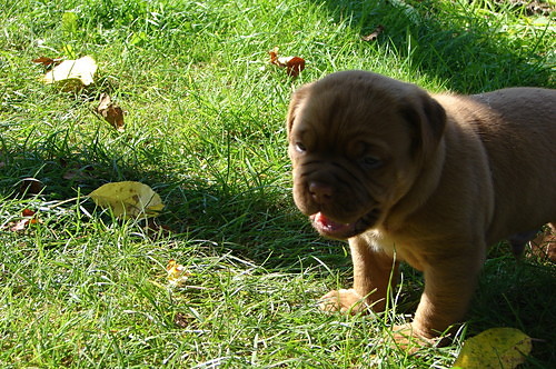 MJ kOcHaNy pIeSiO =)