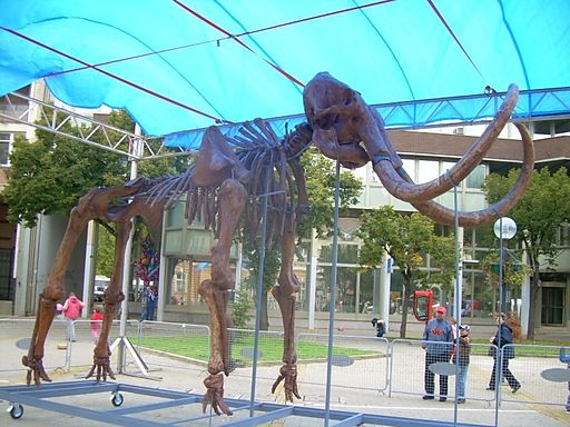 mamut