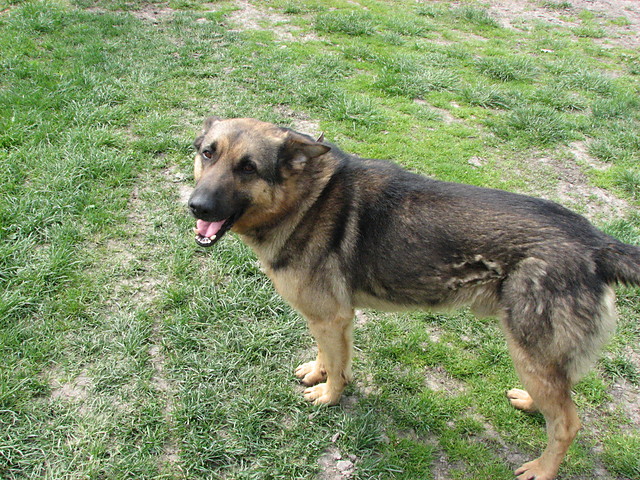 Szariczek P=)