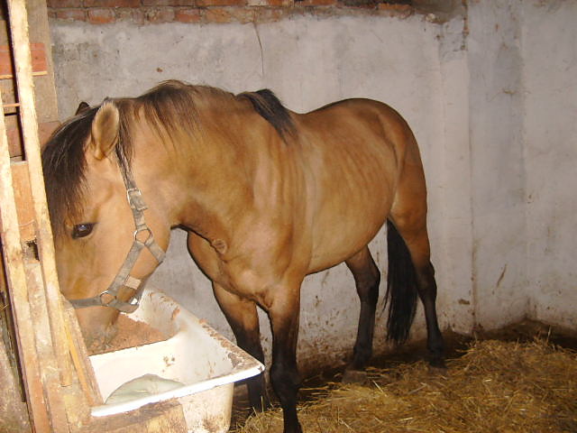 Karmienie