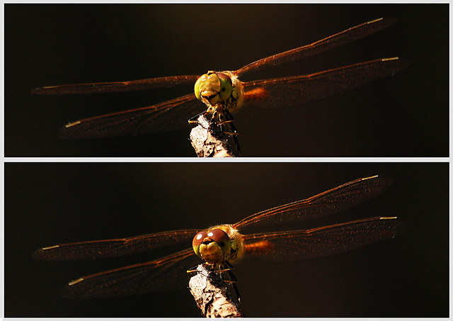 waka x2...