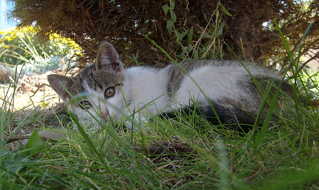 Moja Kicia =) 