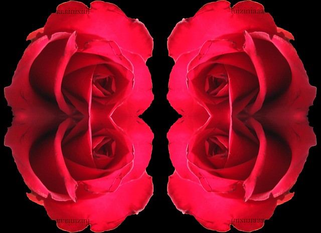 roses
