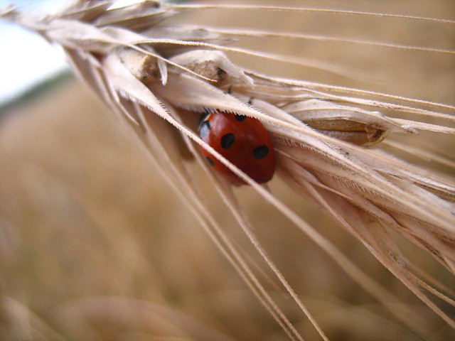 Biedronka. 