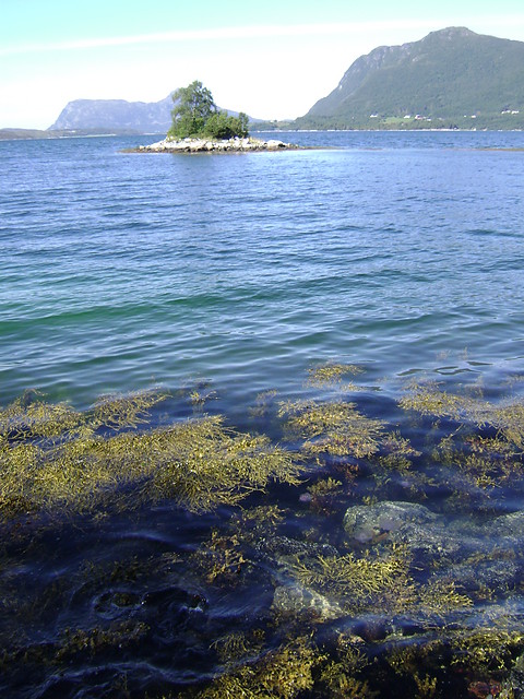 Ny i Norge