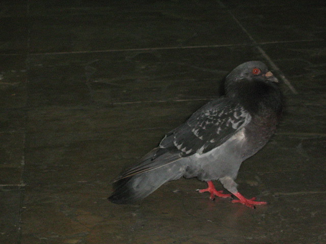 stefano