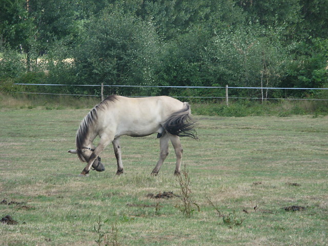 Maksiu:*