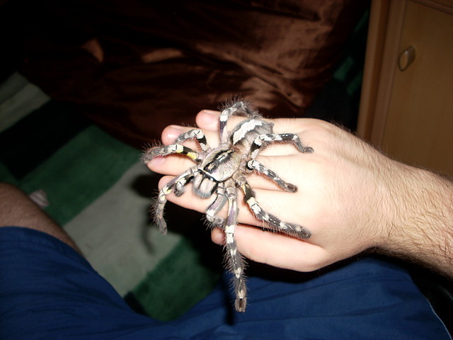 P. regalis