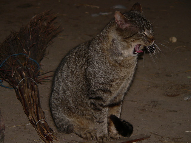kotek