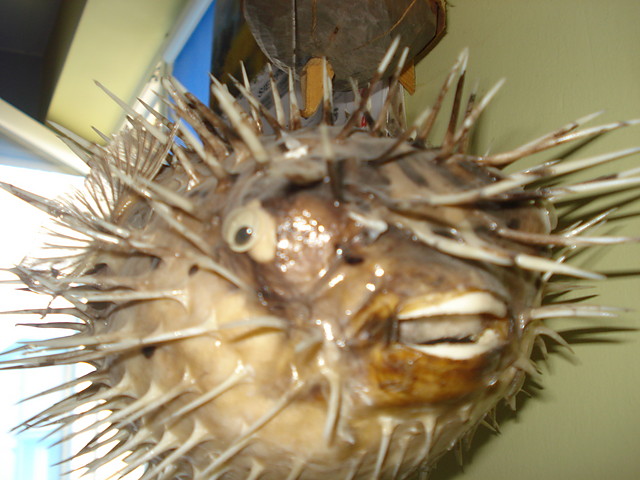 Lyba