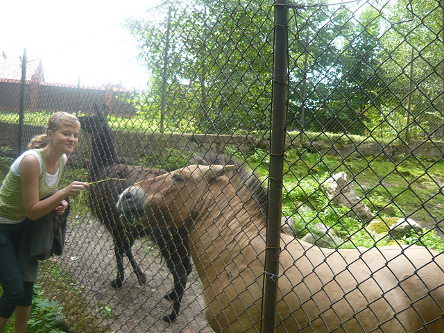 ''W zoo ''