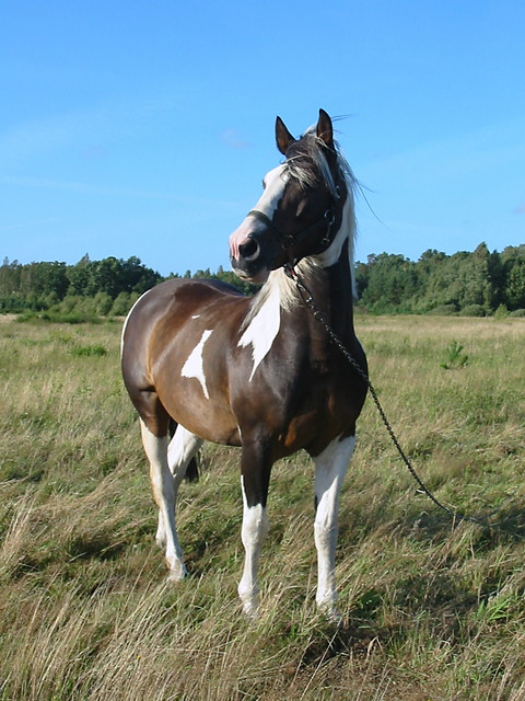Apaczek