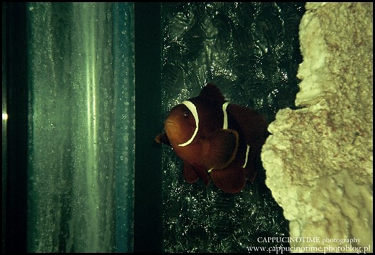 Nemo