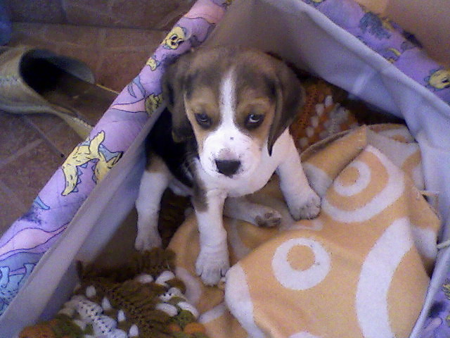 Figielek ;*