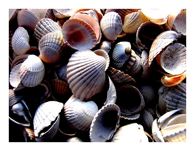 sea shels