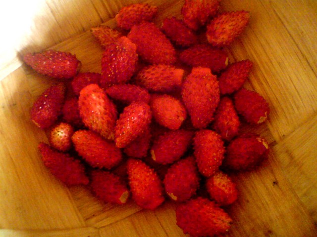 Poziomki