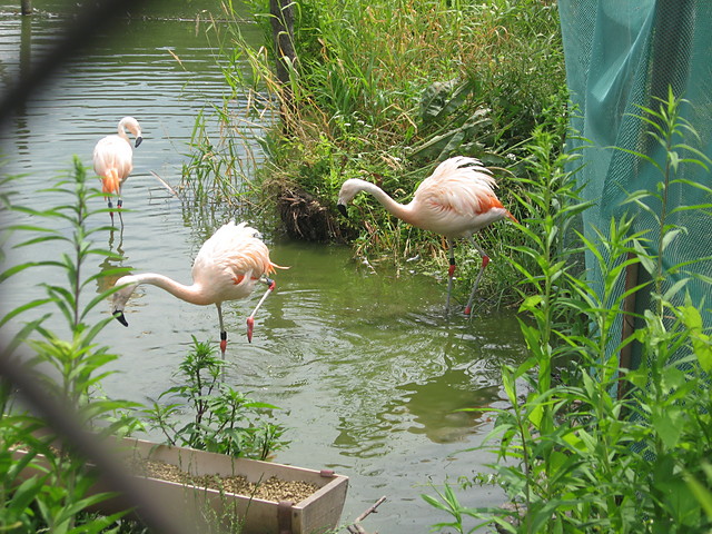 Flamingo...