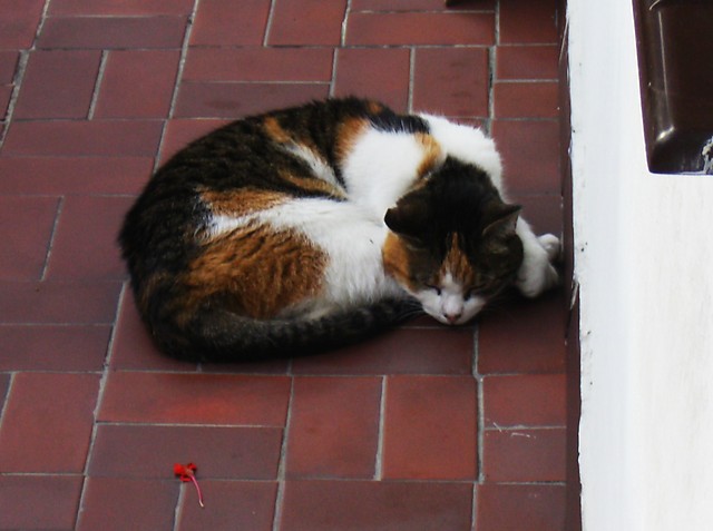 Pucu