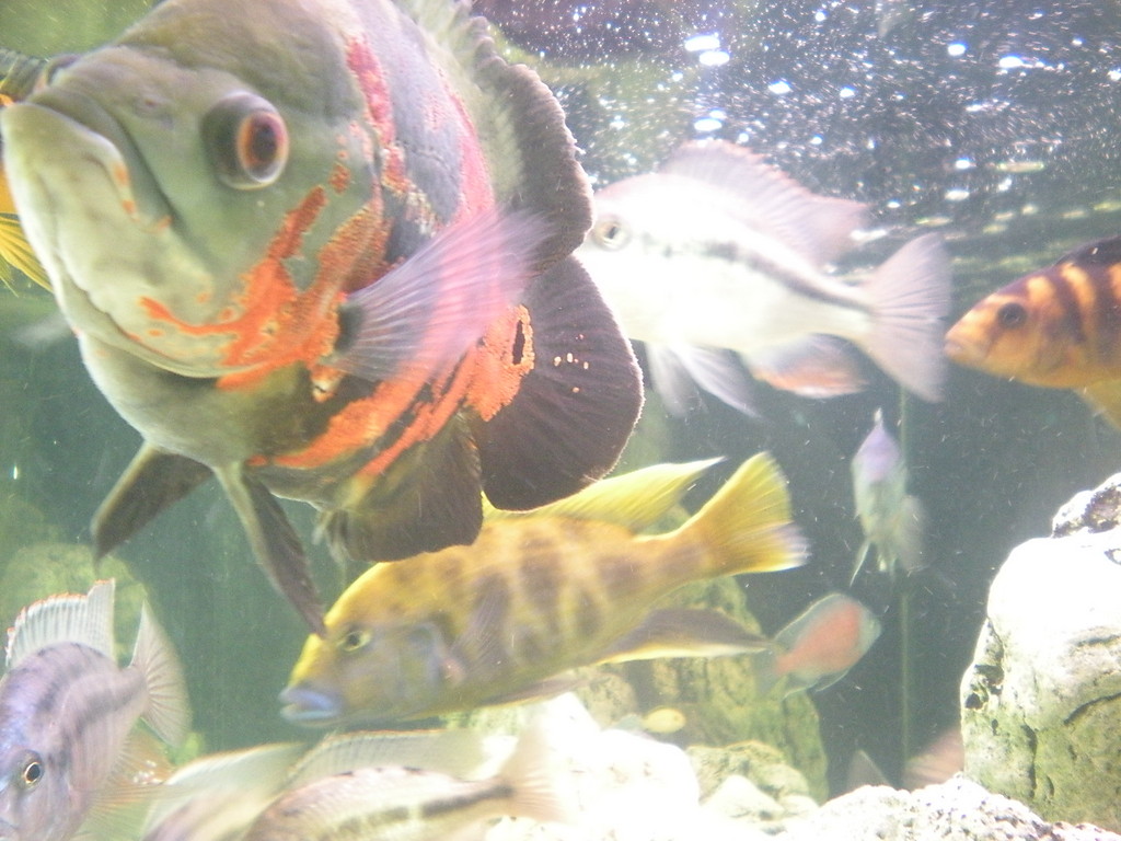 fisz .