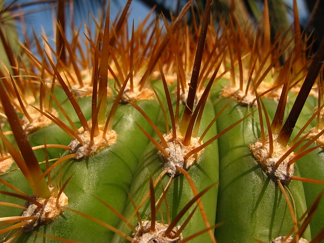 Macro.