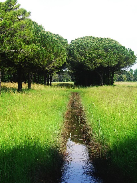 siedemnacie