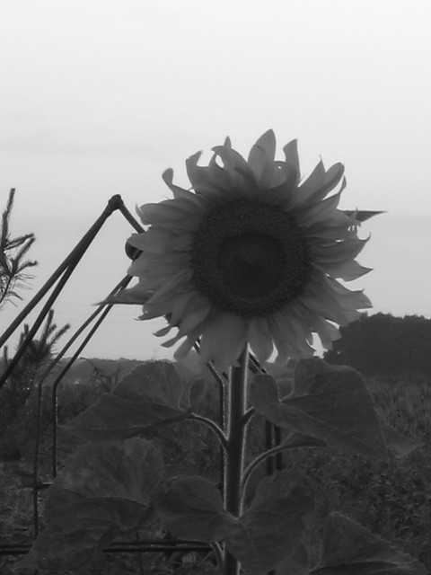 Sonecznik in Black&White