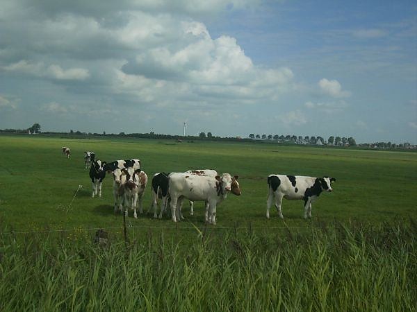 Cows