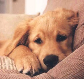 golden retriever