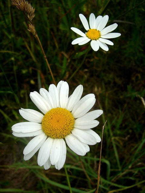 Chamomilla 