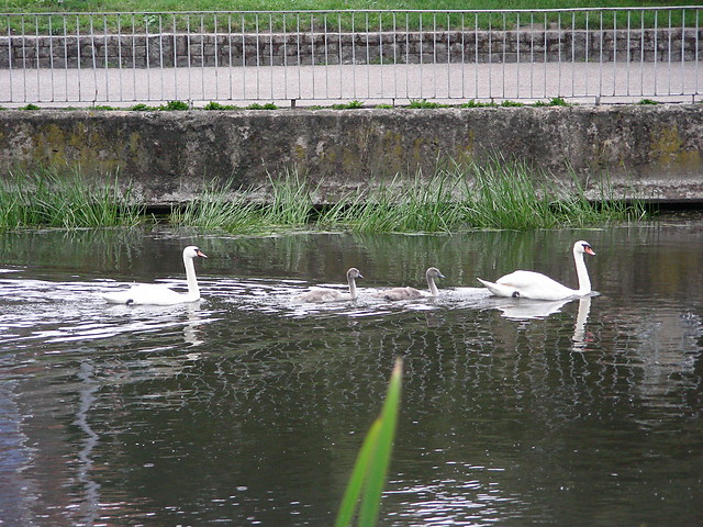 Brzydkie kacztka
