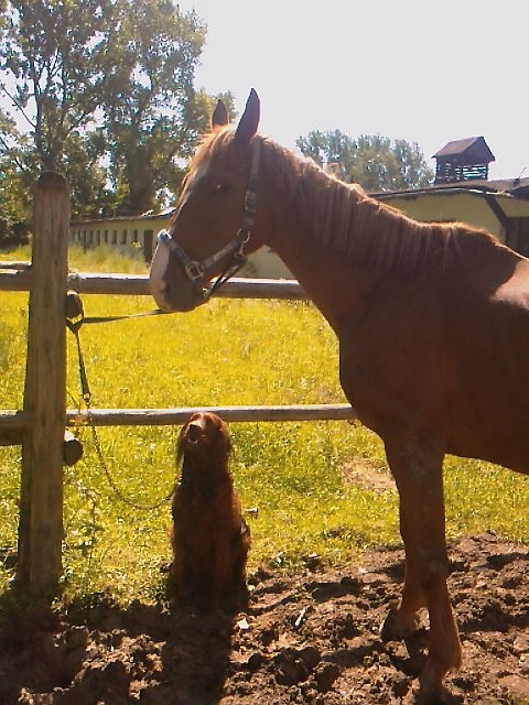 Rudziutkie:*