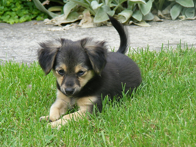 Mj piesek ,,Kora''