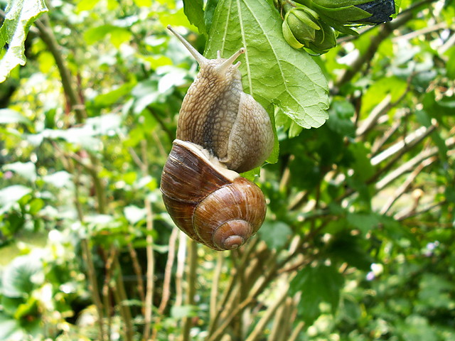Slimak