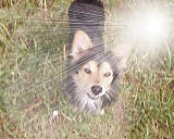 Puszulek