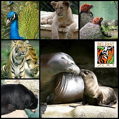 Belfast zoo