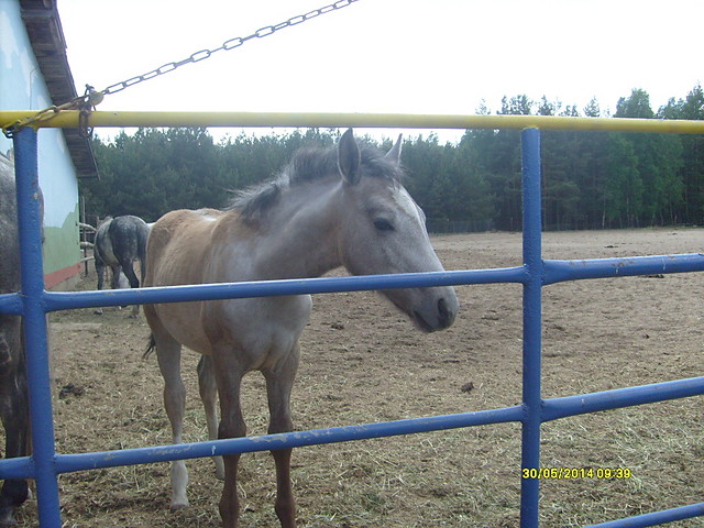 Konik...:D