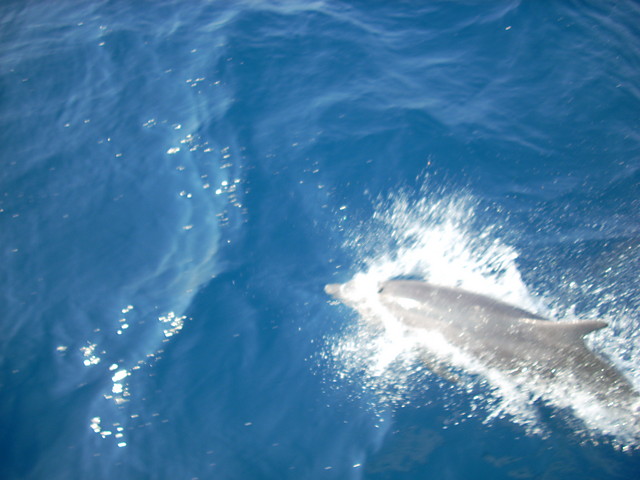delfinek