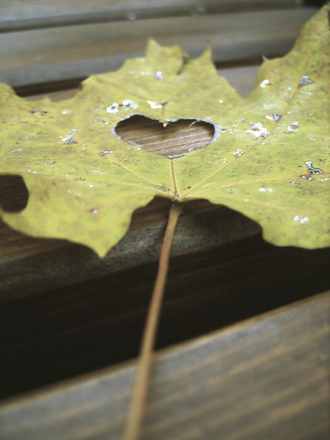 Shape of Love