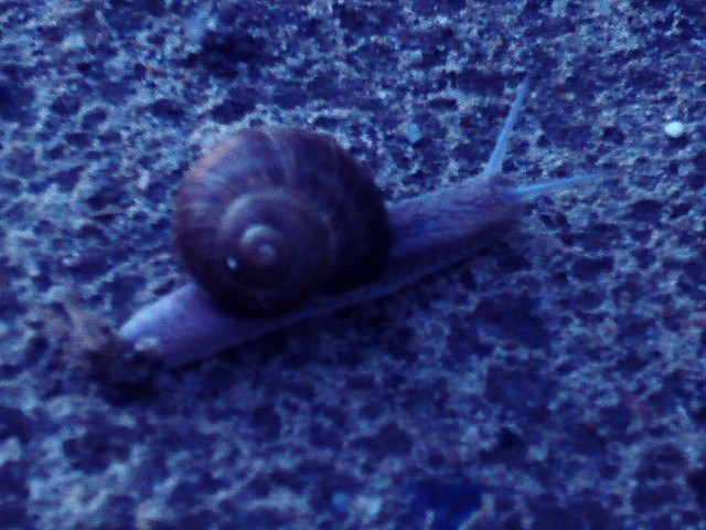 limaczek ;-)