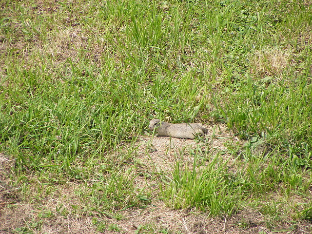 Suse w Spiskim Hradzie