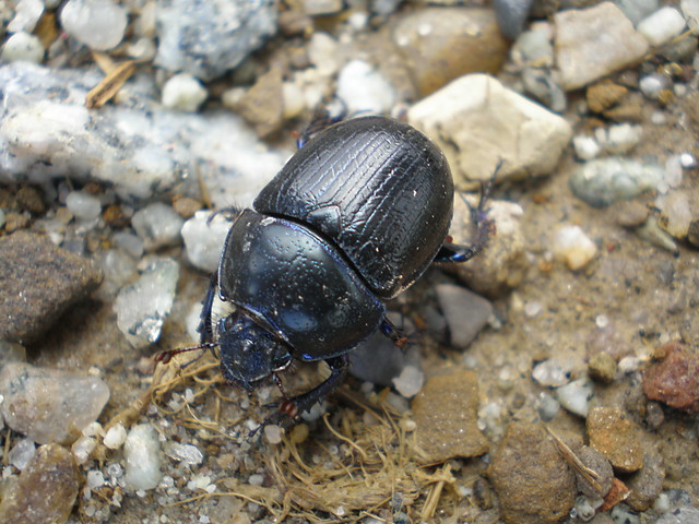 uczek