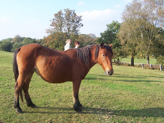 Konik xD