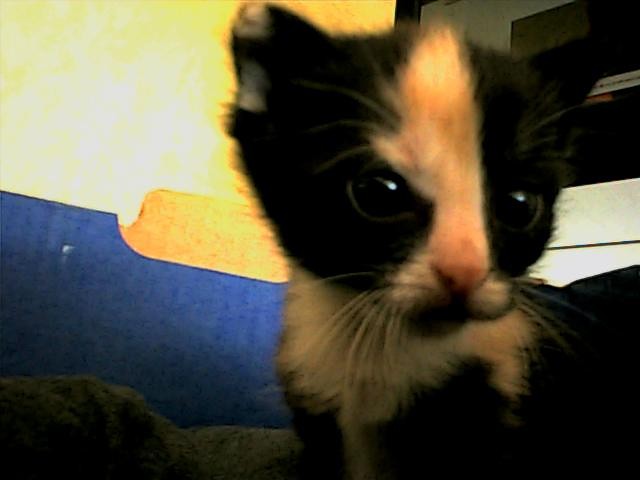 To mj kotek!!