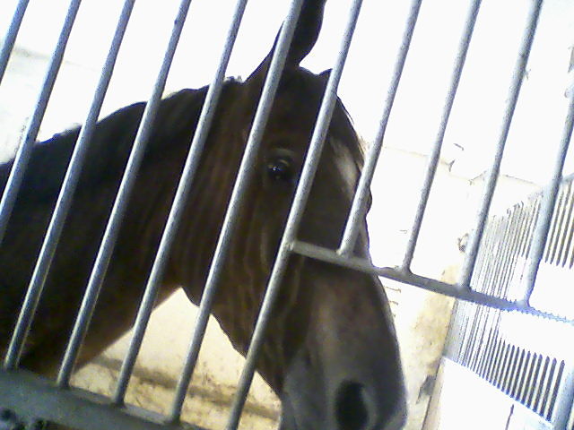 Karlos :)