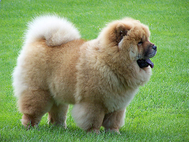 mj kochany piesiu chow-chow